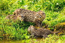 Fishing cat (Prionailurus viverrinus) with two kittens, age 4 weeks, learning to hunt for fish in wetlands, photographed during a release project to relocate Fishing cats affected by habitat loss, NW...