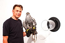Naturalist and presenter Chris Packham with Ellie, a trained Northern goshawk (Accipiter gentilis), during filming for BBC programme &#39;Animals Guide to Britain&#39;, 2010.