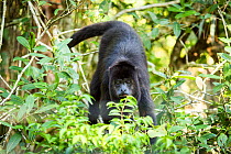 Black howler monkey (Alouatta caraya) amongst tree foliage, Belize, Central America.