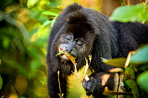 Black howler monkey (Alouatta caraya) nibbling on leaves, Belize, Central America.