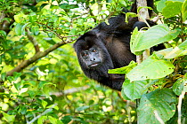 Black howler monkey (Alouatta caraya) looking out from tree foliage, Belize, Central America.