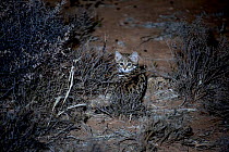 Black-footed kitten (Felis nigripes) in desert at night, Karoo South Africa. Taken on location for the BBC series &#39;Big Cats&#39;.
