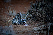 Female Black-footed cat (Felis nigripes) with gerbil prey, Karoo South Africa. Taken on location for the BBC series &#39;Big Cats&#39;.
