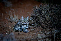 Female Black-footed cat (Felis nigripes) with gerbil prey, Karoo South Africa.Taken on location for the BBC series &#39;Big Cats&#39;.