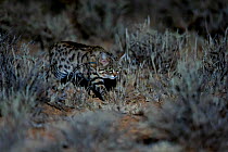 Female Black-footed cat (Felis nigripes) stalking in the desert at night, Karoo, South Africa. Taken on location for the BBC series &#39;Big Cats&#39;.