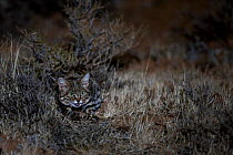 Female Black-footed cat (Felis nigripes) in the desert at night, Karoo, South Africa. Taken on location for the BBC series &#39;Big Cats&#39;.