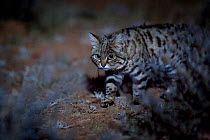 Female Black-footed cat (Felis nigripes) in the desert at night, Karoo, South Africa. Taken on location for the BBC series &#39;Big Cats&#39;.