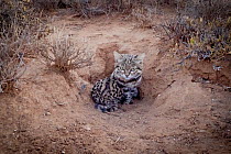 Female Black-footed cat (Felis nigripes) at edge of burrow. This animal has been radio collared as part of the Black-footed Cat Project, Karoo South Africa. Camera trap image, small repro only. Filmed...