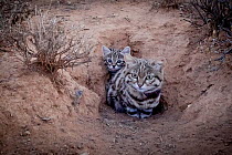 Female Black-footed cat (Felis nigripes) with kitten, at edge of burrow. These animals have been radio collared as part of the Black-footed Cat Project, Karoo South Africa. Camera trap image, small re...