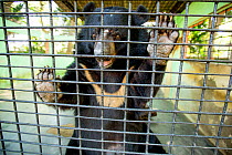 Asiatic black bear / Moon bear (Ursus thibetanus) in a zoo enclosure, Bangladesh. Captive.