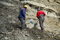 Extracting rock during excavation of fossilised bones of a giant ichthyosaur from the cliffs of Lyme Regis, Dorset, UK, 2016. Filmed for the BBC special &#39;Attenborough and the Sea Dragon