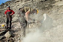 Splitting rock during excavation of fossilised bones of a giant ichthyosaur from the cliffs of Lyme Regis, Dorset, UK, 2016. Filmed for the BBC special &#39;Attenborough and the Sea Dragon