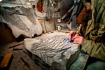 Fossil preparator working to reveal the fossilised bones of a giant ichthyosaur, excavated from the cliffs of Lyme Regis, Dorset, UK, 2016. Filmed for the BBC special &#39;Attenborough and the Sea Dra...