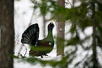 Capercaillie (Tetrao urogallus) male, calling in pine forest in winter, Viiksimo, Finland. April.