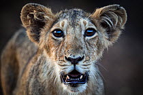 Asiatic lion (Panthera leo persica) cub, Gir Forest National Park, Gujarat, India. May.