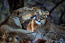 Asiatic lioness (Panthera leo persica) licking another lioness from the pride, Gir Forest National Park, Gujarat, India. May.
