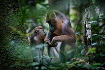 Mandrill (Mandrillus sphinx) mother and young in forest, Gabon. January.