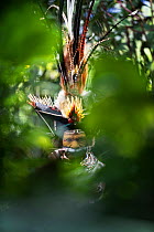 Performer wearing tribal ceremonial headdress made from the feathers of Birds of Paradise, Papua New Guinea. December.