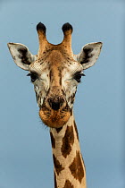 Rothschild's giraffe (Giraffa camelopardalis rothschildi) head portrait, Murchison / Kabalega Falls National Park, Uganda.