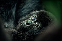 close up of a Mountain gorilla (Gorilla beringei beringei) juvenile, Virunga National Park, Democratic Republic of Congo. October.