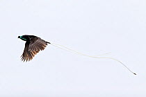 Adult male Ribbon-tailed Astrapia (Astrapia mayeri) flying, Tari Gap, Papua New Guinea. December.