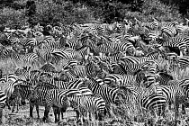 Zebras (Equus burchelli) herd during the Great Migration, Masai Mara National Park, Kenya. July.