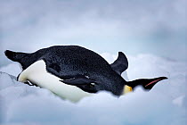 Emperor penguin (Aptenodytes forsteri) toboganning on the ice, Ross Sea, Antarctica. January.