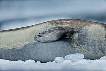 Ross seal (Ommatophoca rossii) resting on ice, close up of front flipper, Ross Sea, Antarctica. January.