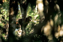 Female Mandrill (Mandrillus sphinx) in a tree, Gabon.
