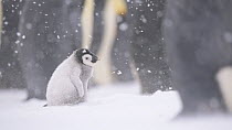 Emperor penguin (Aptenodytes forsteri) chick standing alone away from the adults, snow falling, Atka Bay, Antarctica, September.