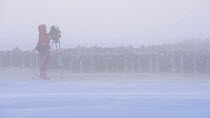 Cameraman Lindsay McCrae filming Emperor penguins (Aptenodytes forsteri) on a stormy day as they are moving around the huddled colony, trying to reach the wind sheltered side, Atka Bay, Antarctica, Ju...