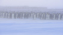 Panning shot of Emperor penguins (Aptenodytes forsteri) on a stormy day as they are moving around the huddled colony, trying to reach the wind sheltered side, Atka Bay, Antarctica, July.