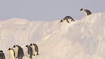 Emperor penguins (Aptenodytes forsteri) climbing down a snow ramp, one birds slides down bumping into a group below, those behind it follow hesitantly, Atka Bay, Antarctica, September.