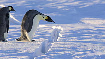 Emperor penguins (Aptenodytes fosteri) inspecting a crack in the sea ice before jumping over it, Atka Bay, Antarctica, August.