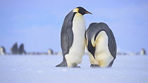 Emperor penguin (Aptenodytes forsteri) couple standing facing each other, female repeatedly lifts her brood pouch to reveal the egg resting on her feet, followed by the pair inspecting it before she c...
