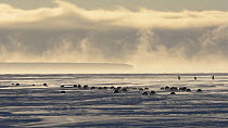 Emperor penguins (Aptenodytes fosteri) tobogganing, sliding on their bellies across sea ice as they return to the colony after foraging at sea, Atka Bay, Antarctica, August.