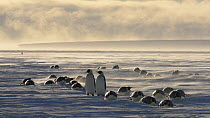 Emperor penguins (Aptenodytes fosteri) tobogganing, sliding on their bellies across sea ice as they return to the colony after foraging at sea, Atka Bay, Antarctica, August.