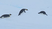 Emperor penguins (Aptenodytes forsteri) sliding over ice on their fronts, using their beaks to climb over sea ice obstacles, Atka Bay, Antarctica, April.