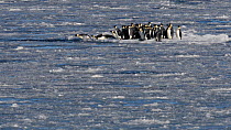 Small group of Emperor penguins (Aptenodytes forsteri) huddling together on an ice floe, preening before the whole group dives into the water, Atka Bay, Antarctica, March.