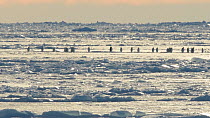 Panning shot across Emperor penguin (Aptenodytes forsteri) group walking across pressure ridges on the freshly formed sea ice, heat haze distorting their appearance, Atka Bay, Antarctica, April.