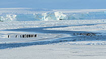 Emperor penguin (Aptenodytes forsteri) group standing on the freshly formed sea ice in front of open water where other emperors are in the water swimming, Atka Bay, Antarctica, April.