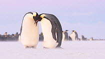 Emperor penguin (Aptenodytes forsteri) pair standing away from colony, the female inspects the egg on her feet before the male moves away so she follows, they then look at the egg together, Atka Bay,...