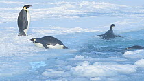 Emperor penguin (Aptenodytes forsteri) group entering and jumping out of the water, sliding on their bellies, Atka Bay, Antarctica, April.