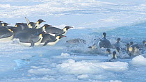 Large group of Emperor penguins (Aptenodytes forsteri) entering the water, sliding on their bellies, Atka Bay, Antarctica, April.