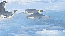 Emperor penguin (Aptenodytes forsteri) group entering the water, sliding on their bellies, Atka Bay, Antarctica, April.