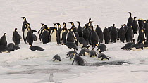 Emperor penguins (Aptenodytes forsteri) jumping out of the water, joining a group of individuals which is standing nearby, Atka Bay, Antarctica, April.