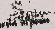 Emperor penguin (Aptenodytes forsteri) group moving across sea ice, some birds are sliding over the ice on their fronts, while others stand in a small group preening, Atka Bay, Antarctica, April.