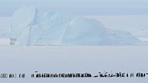Emperor penguin (Aptenodytes forsteri) group standing in a line on sea ice with iceberg in background. Atka Bay, Antarctica, April.
