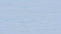 Emperor penguin (Aptenodytes forsteri) group sliding over ice, returning to form breeding colony, Atka Bay, Antarctica, April.
