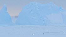 Pan across Emperor penguins (Aptenodytes forsteri) returning over sea ice to form breeding colony, icebergs in background, Atka Bay, Antarctica, April.